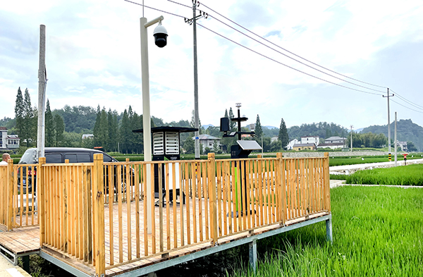 臨安太陽鎮數字化高標準農田實景圖